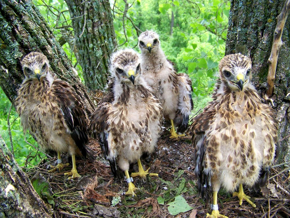 Red-shoulder Hawk nestlings
